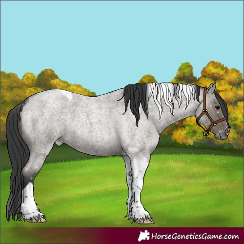 Horse Color:Grullo Roan Tobiano Snowflake Varnish 