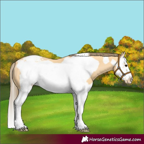 Horse Color:Buckskin Splash Frame Varnish
