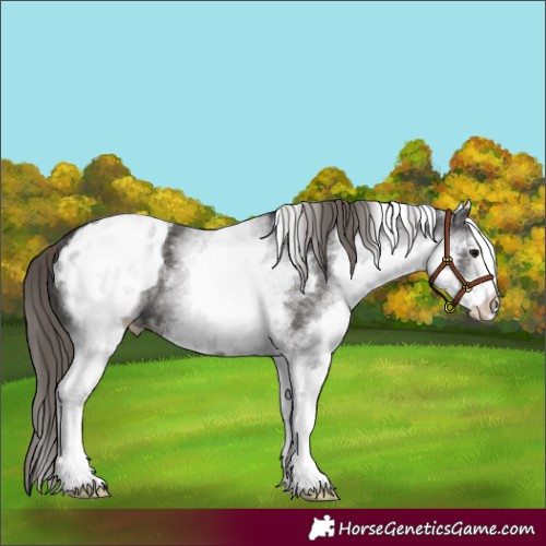 Horse Color:White Spotted Smoky Black Appaloosa