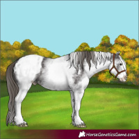 Horse Color:White Spotted Smoky Black Appaloosa 