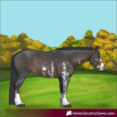 Horse Color:Brown Sabino Rabicano 