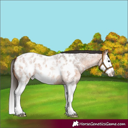 Horse Color:Bay Roan Splash Appaloosa 