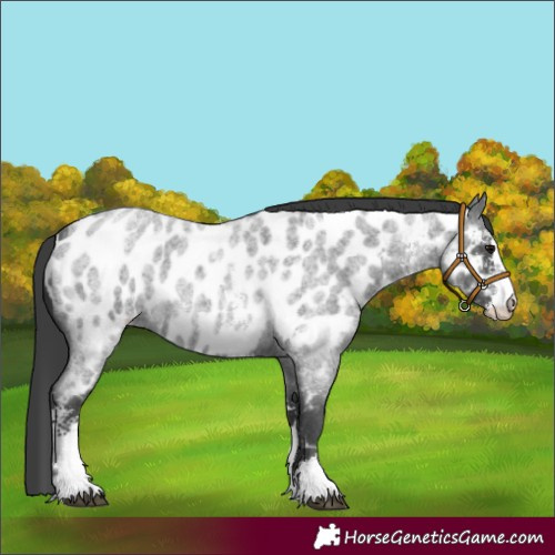 Horse Color:Blue Roan Sabino Appaloosa