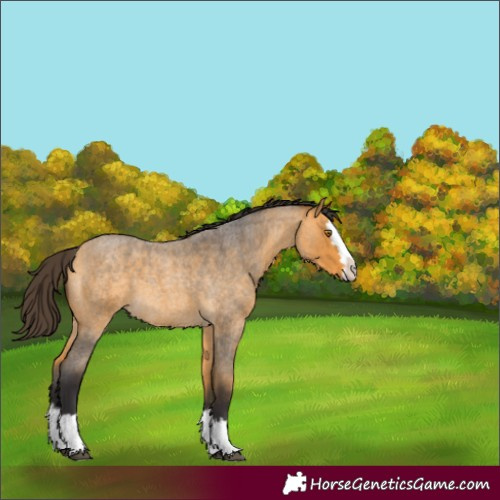 Horse Color:Buckskin Roan Splash 
