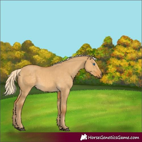 Horse Color:Palomino Dun Merle 