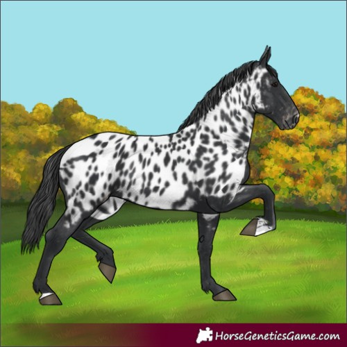 Horse Color:Black Near Leopard 