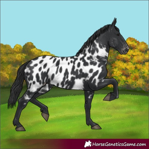 Horse Color:Black Appaloosa 