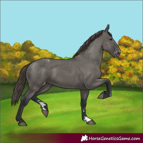 Horse Color:Grullo Varnish 