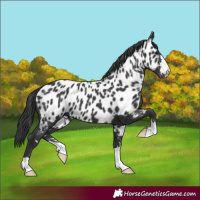 Horse Color:Black Appaloosa 