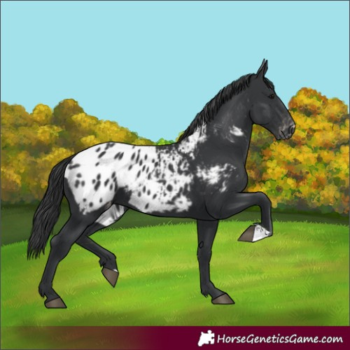 Horse Color:Black Appaloosa