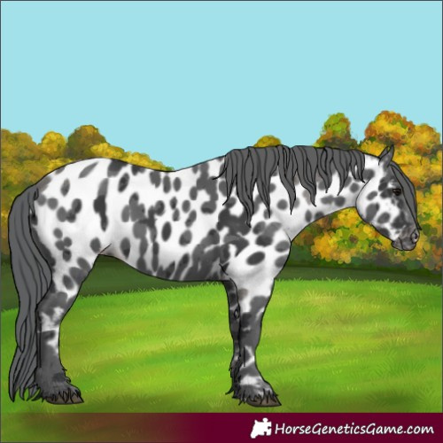 Horse Color:Black Merle Near Leopard 