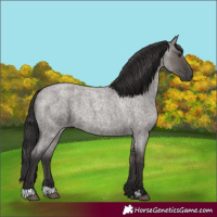 Horse Color:Smoky Grullo Roan