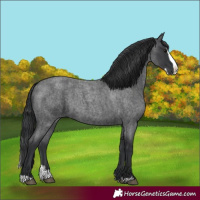 Horse Color:Blue Roan Splash 