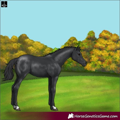 Horse Color:Black 