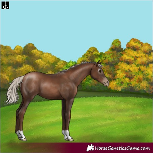 Horse Color:Gray Silver Black Pearl 