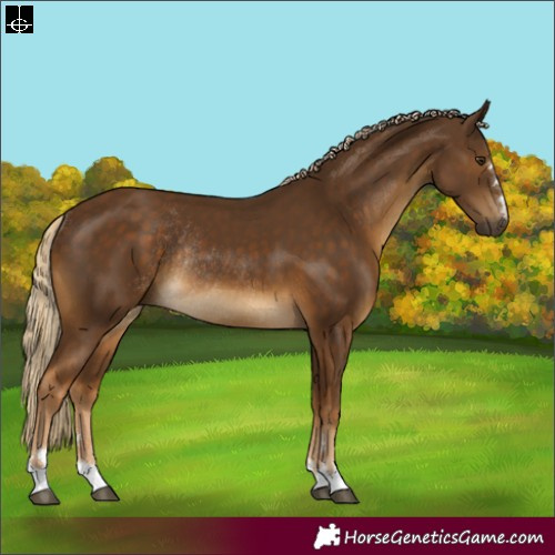 Horse Color:Chocolate Palomino Rabicano