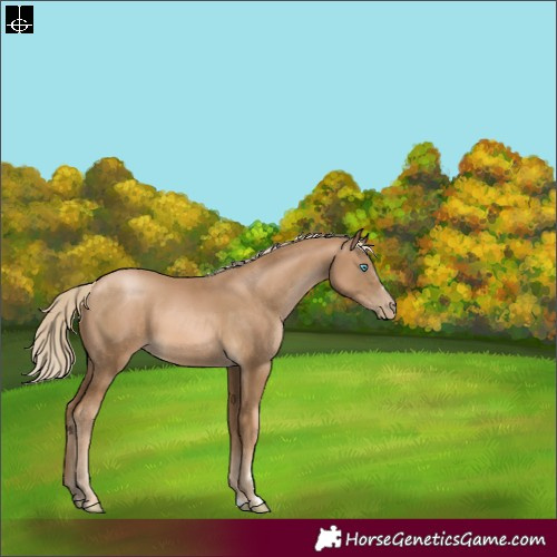 Horse Color:Chocolate Palomino Pearl
