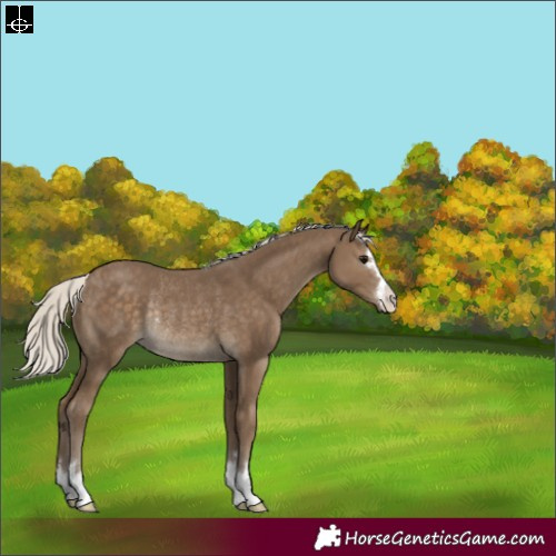 Horse Color:Silver Smoky Black Rabicano 