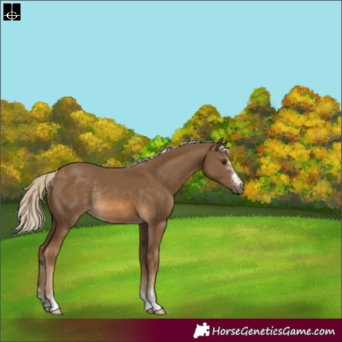 Horse Color:Chocolate Palomino Rabicano 