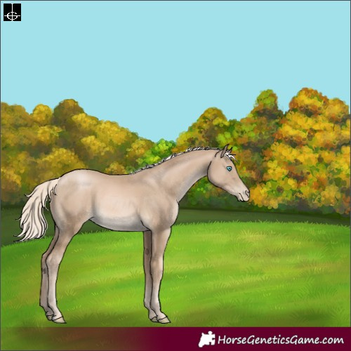 Horse Color:Chocolate Palomino Pearl