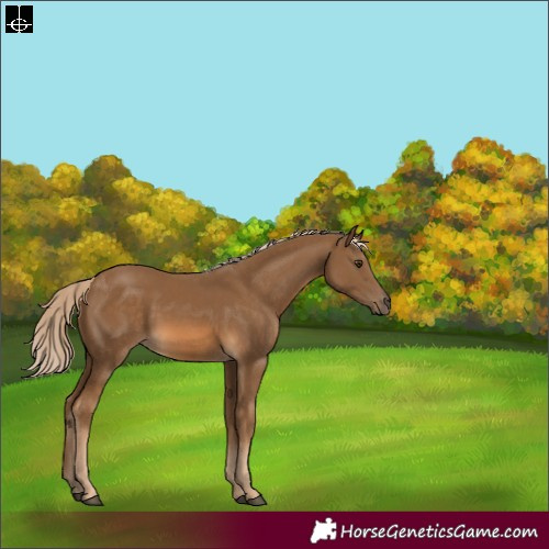 Horse Color:Chocolate Palomino Rabicano