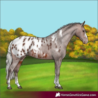 Horse Color:Powder White Silver Brown Near Leopard Rabicano 