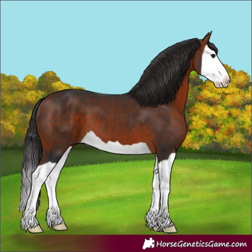 Horse Color:Brown Splash