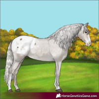 Horse Color:Silver Smoky Black Sabino Appaloosa