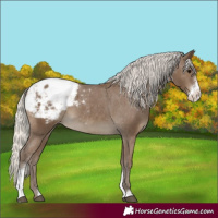 Horse Color:Silver Smoky Black Sabino Appaloosa 