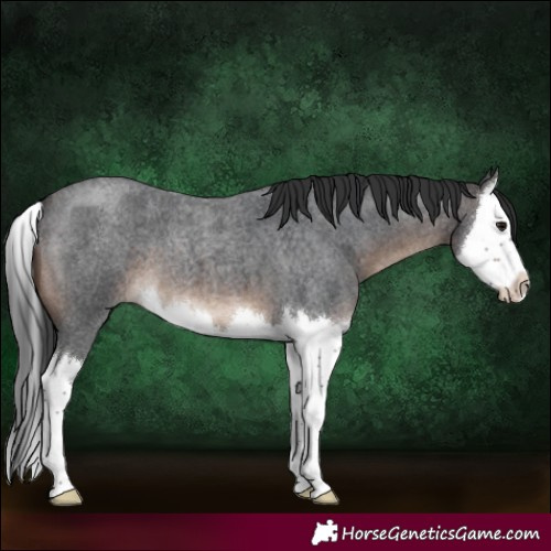 Horse Color:Brown Roan Splash 