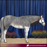 Horse Color:Brown Roan Splash 
