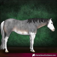 Horse Color:Brown Roan Splash