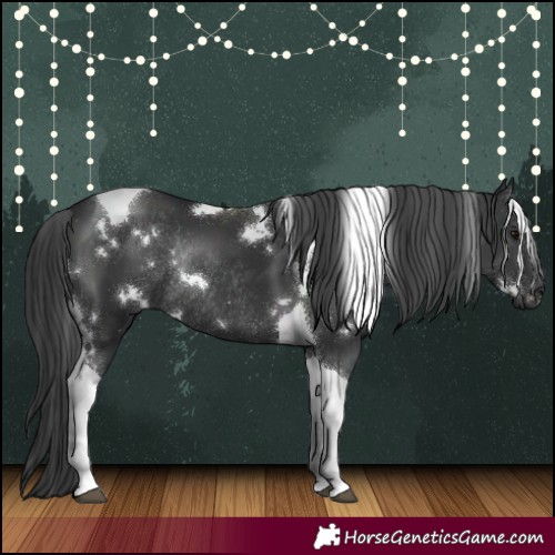 Horse Color:White Spotted Black Tobiano Rabicano 