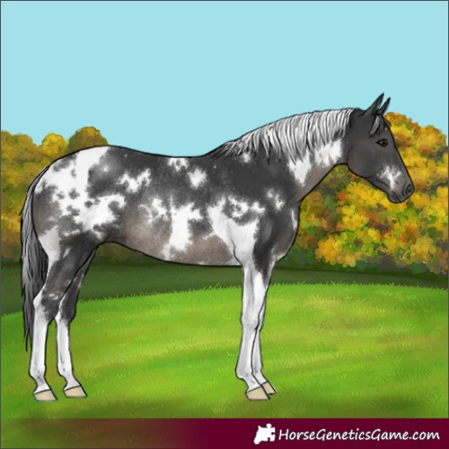 Horse Color:White Spotted Black Tobiano Rabicano