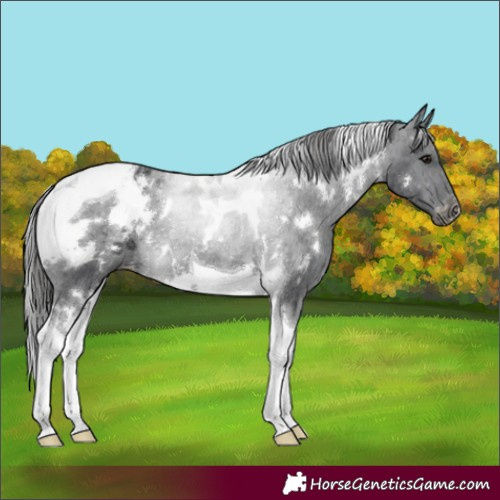 Horse Color:White Spotted Black Tobiano Varnish Rabicano 