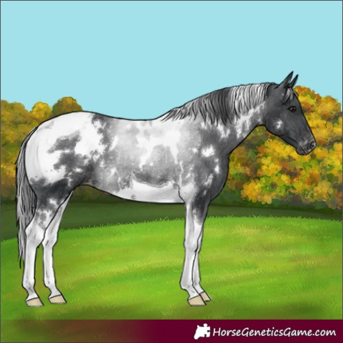 Horse Color:White Spotted Black Tobiano Appaloosa Rabicano 