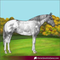 Horse Color:White Spotted Black Tobiano Varnish Rabicano