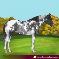 Horse Color:White Spotted Black Tobiano Rabicano