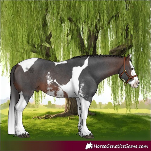 Horse Color:Brown Sabino Splash Tobiano