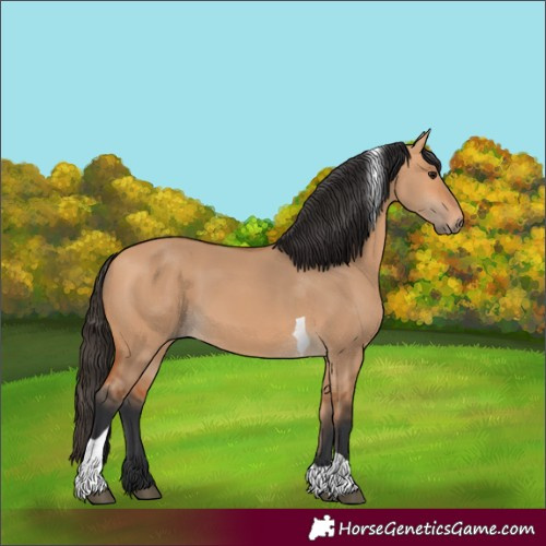 Horse Color:Bay Dun Tobiano 