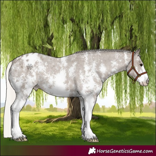 Horse Color:Silver Grullo Sabino Appaloosa