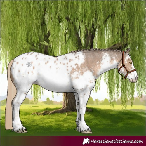 Horse Color:White Spotted Chocolate Palomino Sabino Blanket
