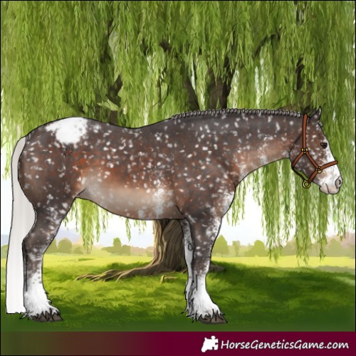 Horse Color:White Spotted Silver Brown Snowflake Varnish