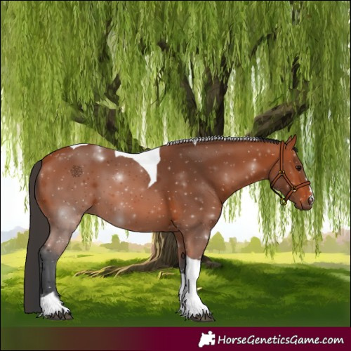 Horse Color:Bay Tobiano 