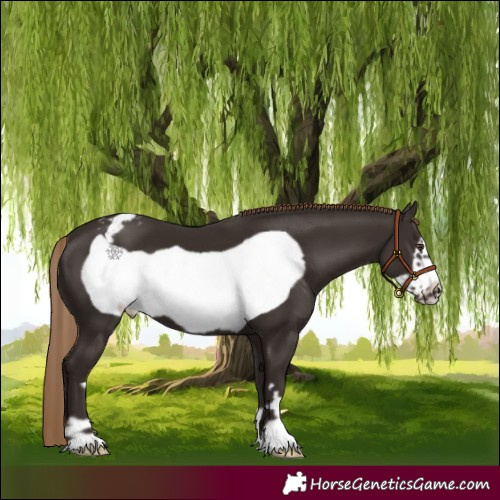 Horse Color:Liver Chestnut Frame Appaloosa 