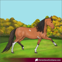 Horse Color:Bay Tobiano 