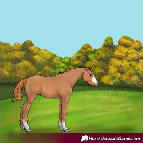 Horse Color:Chestnut 