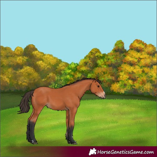 Horse Color:Bay 