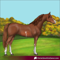 Horse Color:Chestnut Sabino