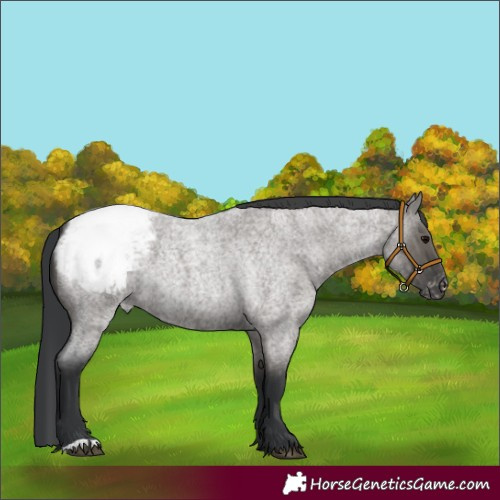Horse Color:Grullo Roan Appaloosa